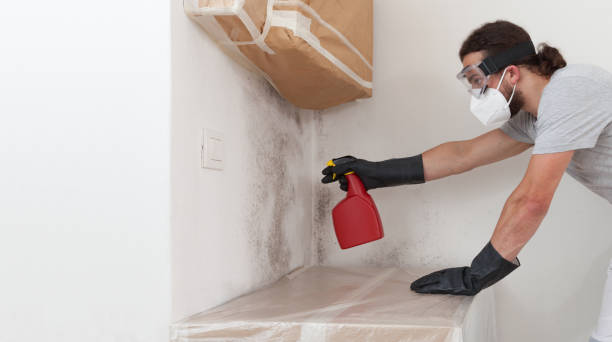 Professional Attic Mold Removal technician working in Rawlings, MD