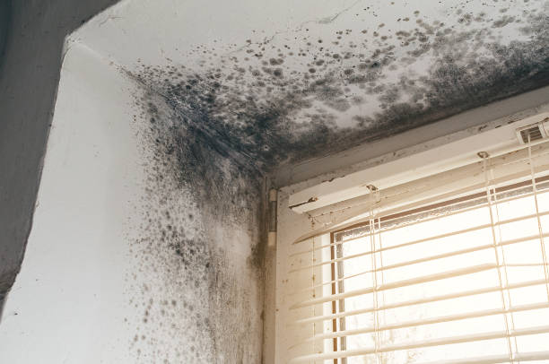 Affordable Mold Cleanup solutions in Rawlings, MD