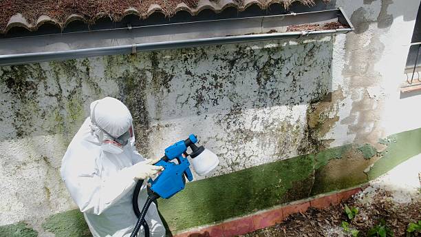 Trusted Attic Mold Removal service in Rawlings, MD - Cheap Mold Removal